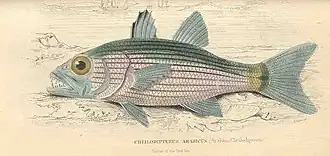 Cheilodipterus arabicus