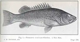 Leiopotherapon unicolor