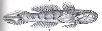 Arenigobius frenatus