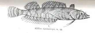 Norfolkia squamiceps