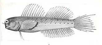 Ecsenius mandibularis