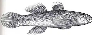 Mugilogobius stigmaticus