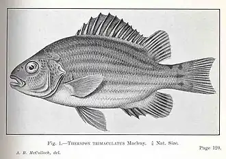 Hephaestus trimaculatus