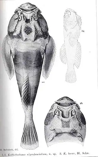 Kathetostoma nigrofasciatum