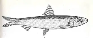 Spratelloides robustus