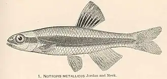 Pteronotropis metallicus