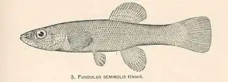 Fundulus seminolis