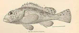 Neomerinthe beanorum