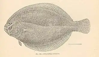 Citharichthys arenaceus