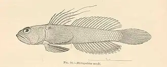 Microgobius meeki