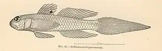 Bollmannia boqueronensis