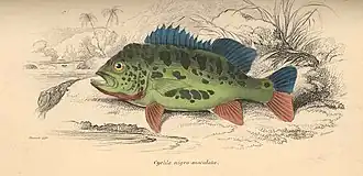 Cichla nigromaculata