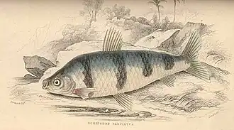 Schizodon fasciatus