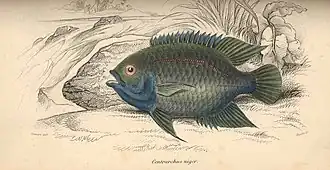 Hypselecara coryphaenoides