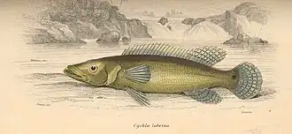 Crenicichla labrina
