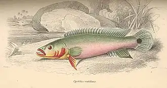 Crenicichla lugubris