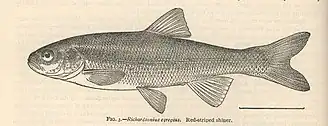 Richardsonius egregius