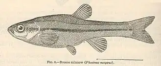 Phoxinus neogaeus