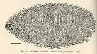 Brachirus sorsogonensis