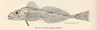 Icelus spiniger