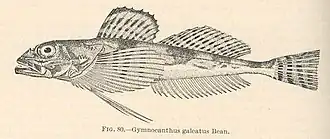 Gymnocanthus galeatus