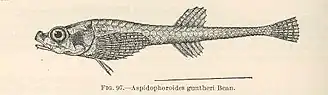 Aspidophoroides olrikii