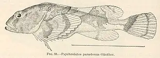 Psychrolutes paradoxus