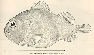 Lethotremus muticus