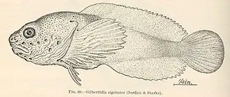 Psychrolutes sigalutes