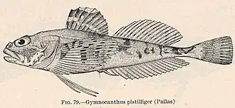 Gymnocanthus pistilliger