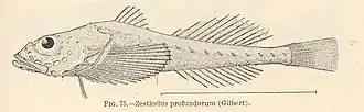 Zesticelus profundorum