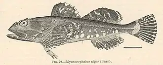 Myoxocephalus niger