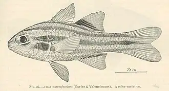 Ostorhinchus novemfasciatus