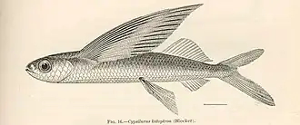 Cheilopogon katoptron