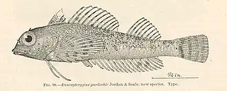 Enneapterygius philippinus