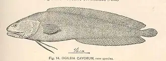 Ogilbia cayorum