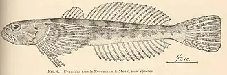 Cottus tenuis