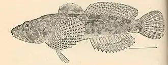 Cottus klamathensis