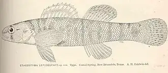 Etheostoma lepidum
