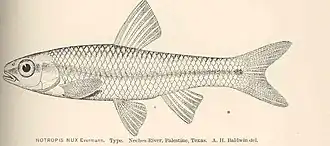 Notropis texanus