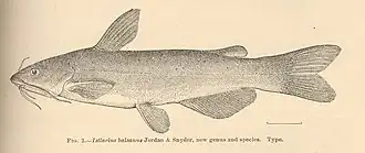 Ictalurus balsanus