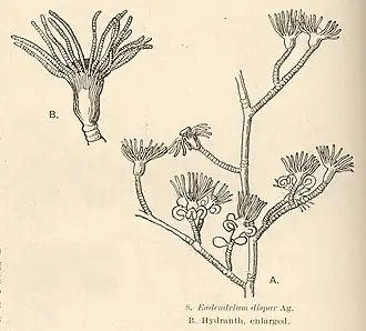 Eudendrium dispar