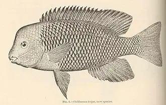 Paraneetroplus gibbiceps