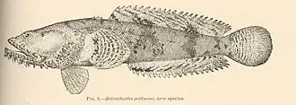 Batrachoides goldmani