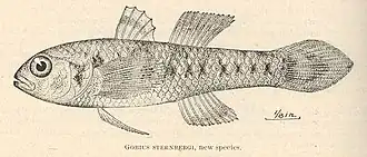Redigobius dispar