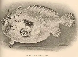 Antennatus duescus
