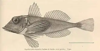Lepidotrigla abyssalis