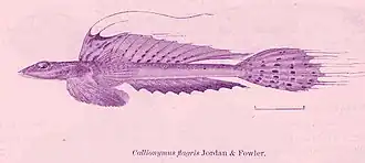 Callionymus valenciennei