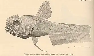 Hymenocephalus papyraceus