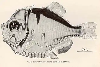 Polyipnus stereope